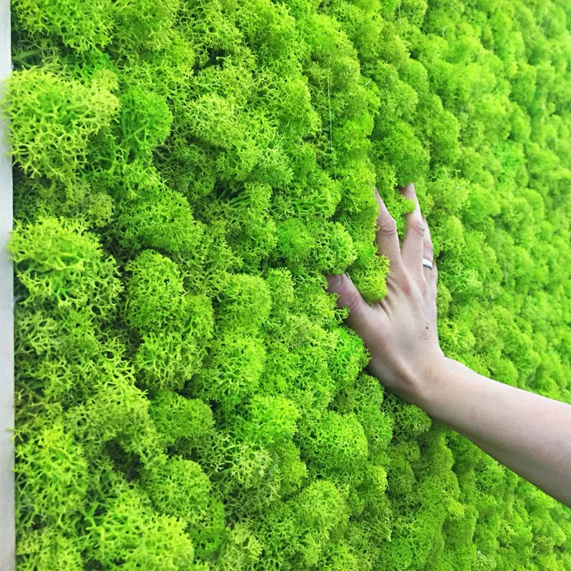 20g 40g Quality Artificial Moss Immortal Moss Simulation Green Plant