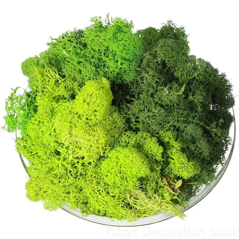 60/300g/Pack Preserved Reindeer Moss Green DIY Kit Gardenning Art Wall Decor