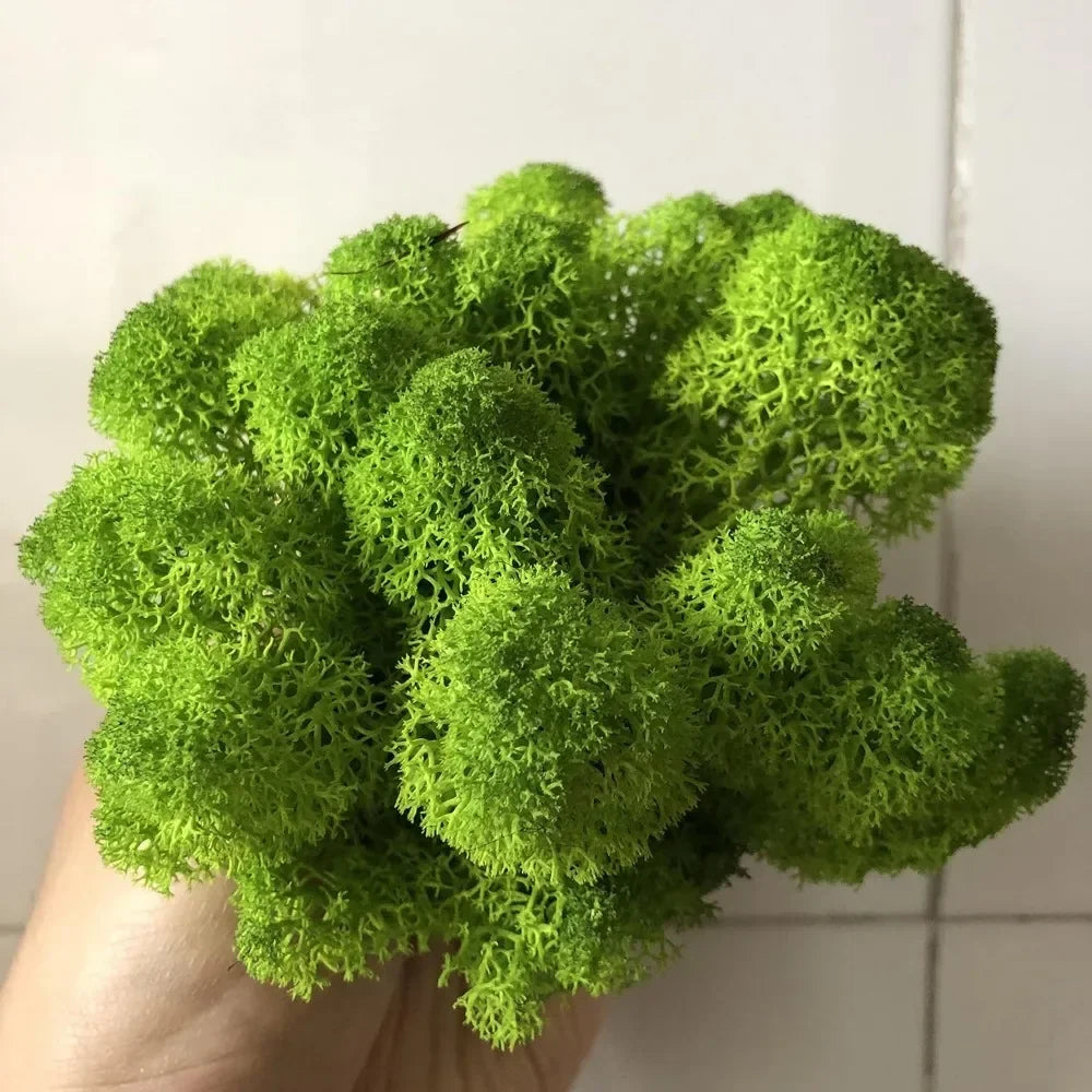 60/300g/Pack Preserved Reindeer Moss Green DIY Kit Gardenning Art Wall Decor