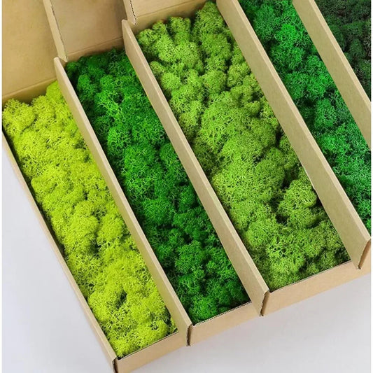 60/300g/Pack Preserved Reindeer Moss Green DIY Kit Gardenning Art Wall Decor
